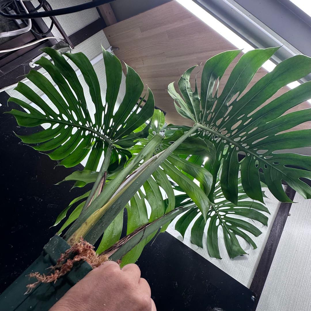 ***様 モンステラデリシオーサマクロコズム超希少系統鉢植え97㎝
