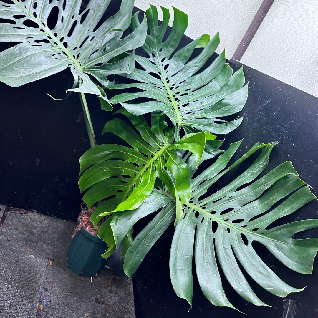 ***様 モンステラデリシオーサマクロコズム超希少系統鉢植え97㎝