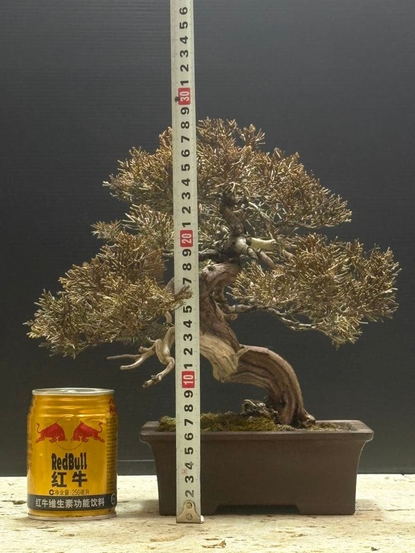 [盆栽]真柏貴風/其ノ二