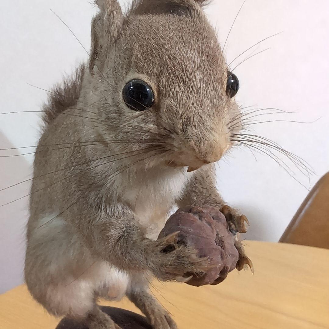 剥製　本物　リス