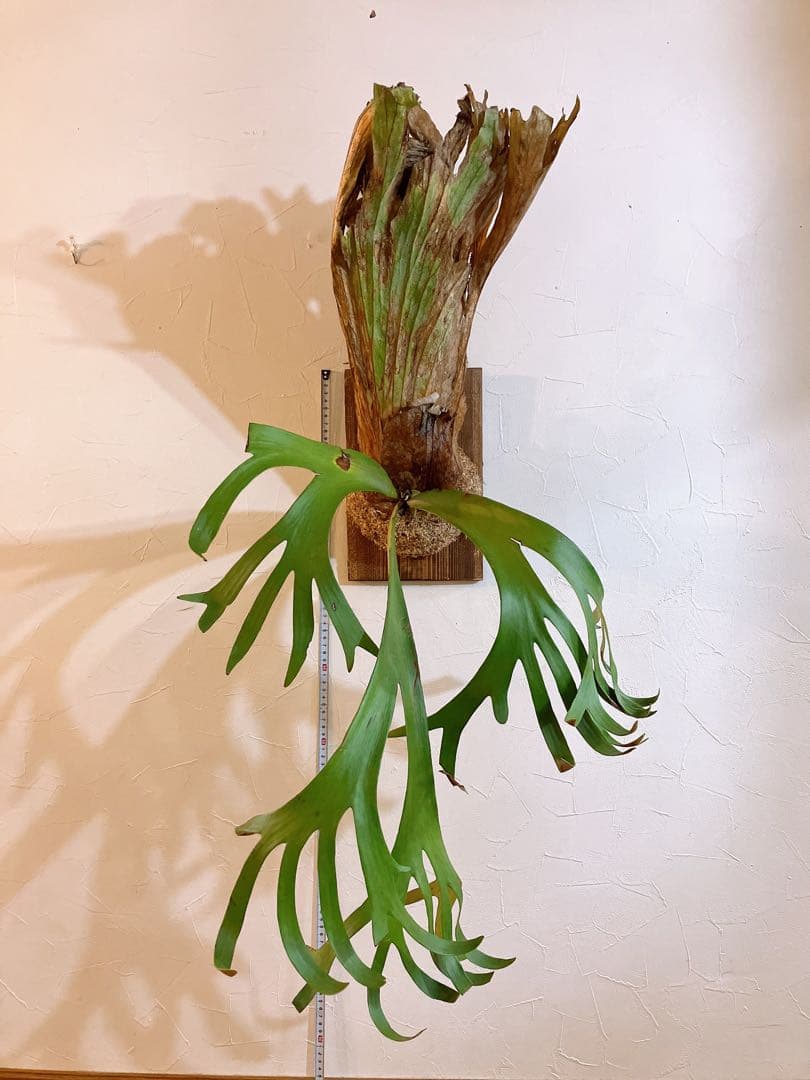 ゲリラ値下げ　ロール大株ビカクシダ　ウィリンキーwild'east java\"