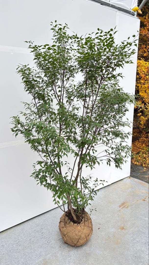 美しい樹形が魅力的 山採り ハイノキ 株立 703 樹高1.7m位 高級樹