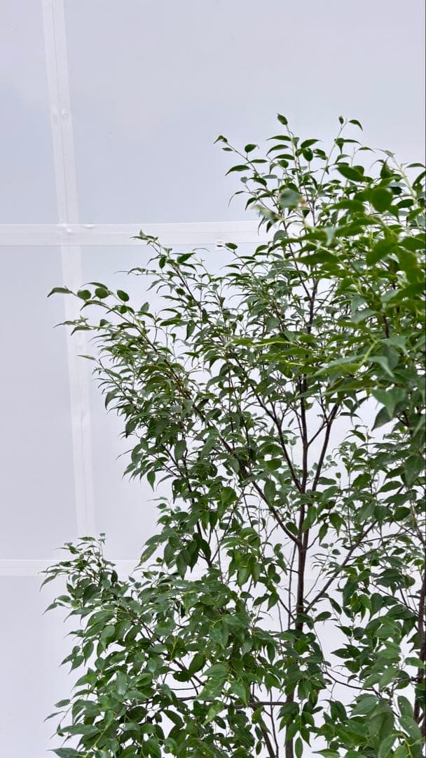 美しい樹形が魅力的 山採り ハイノキ 株立 703 樹高1.7m位 高級樹