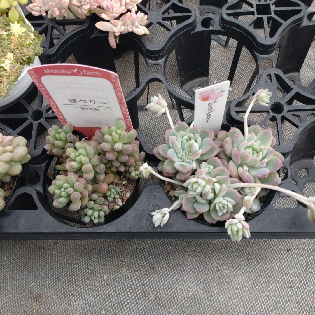 追加検討中 みかん（蜜柑アイコン）さん専用