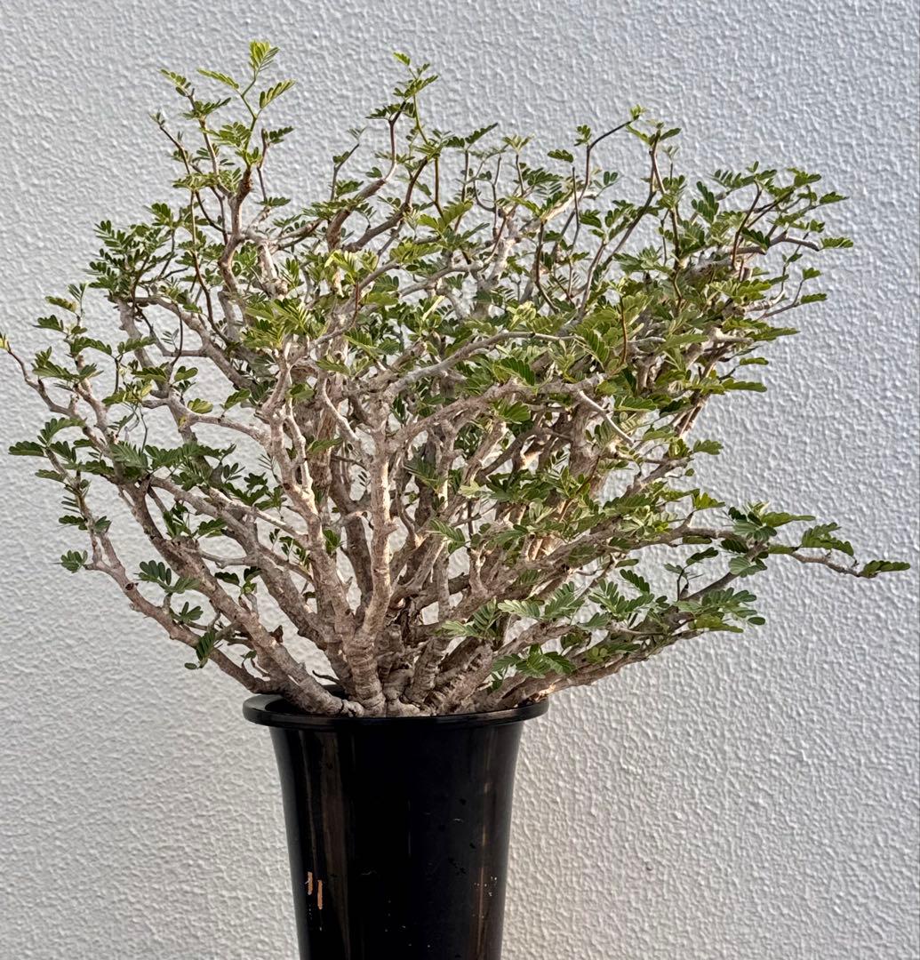 センナメリディオナリス　発根済み　巨大モンスターセンナ