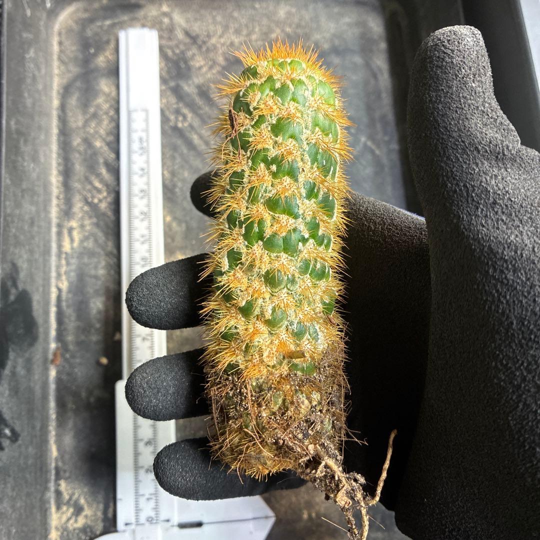 新品種　トリコセレウス スパキアナス　スーパーモンストローサ　希少種　発根済み3