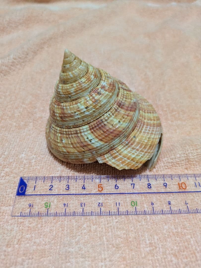 貝殻　オキナエビスガイ　オキナエビス