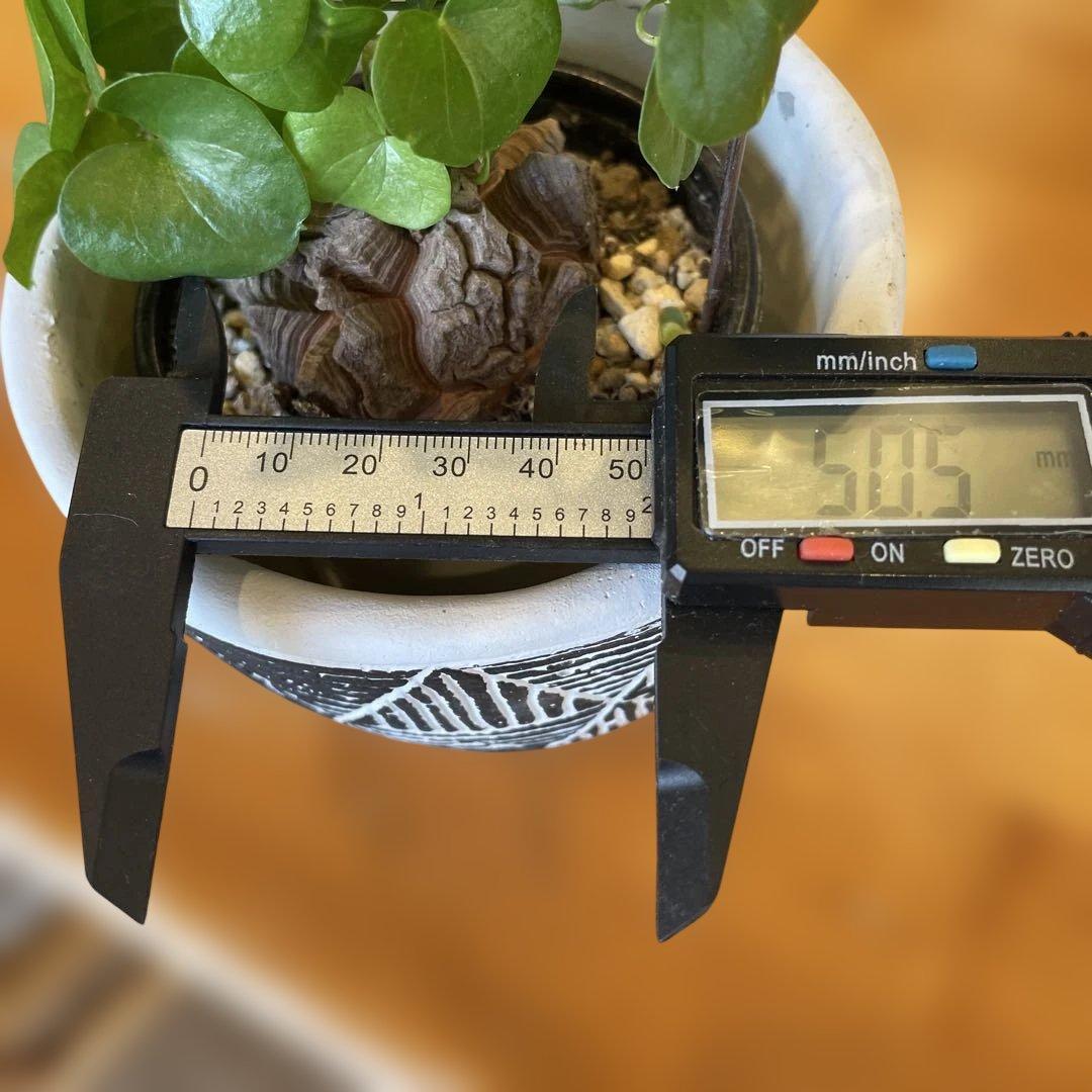 ディオスコレア 亀甲竜