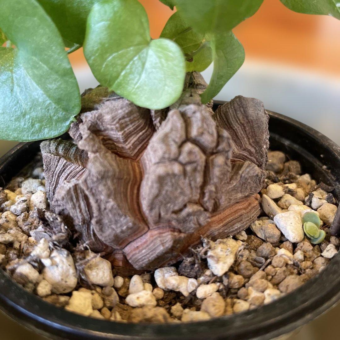 ディオスコレア 亀甲竜