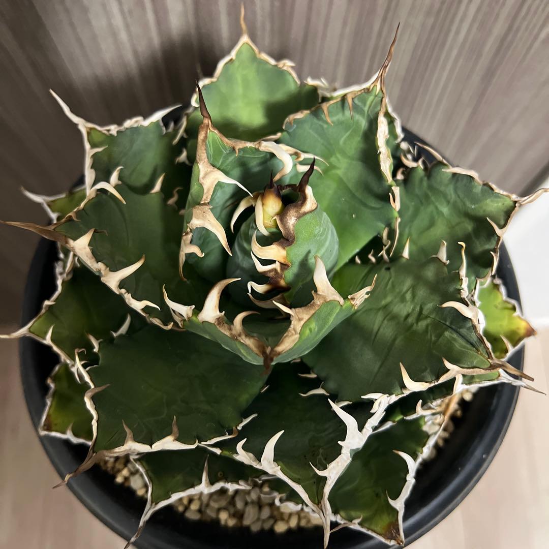 アガベ 狂刺夕映　大株