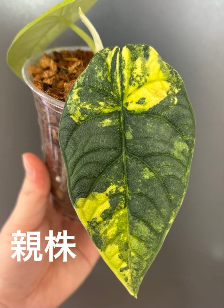 【芋】 アロカシア　メロ　オーレア　斑入り　ラスト