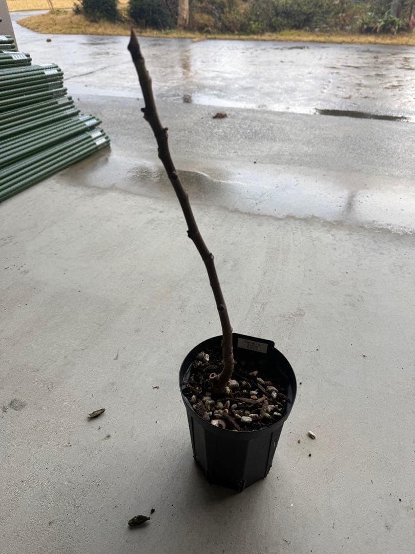 Madeira islond black   イチジク いちじく 穂木 苗