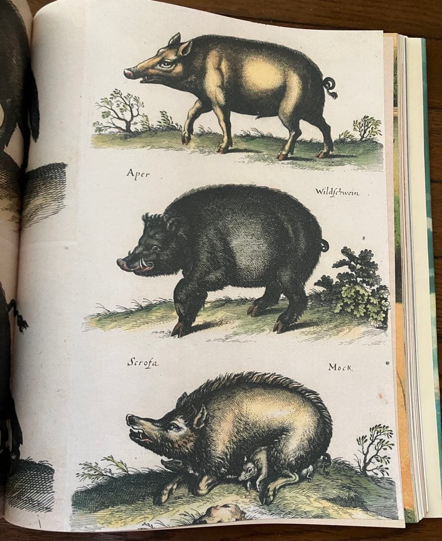 ジョンデリアン ピクチャーブック