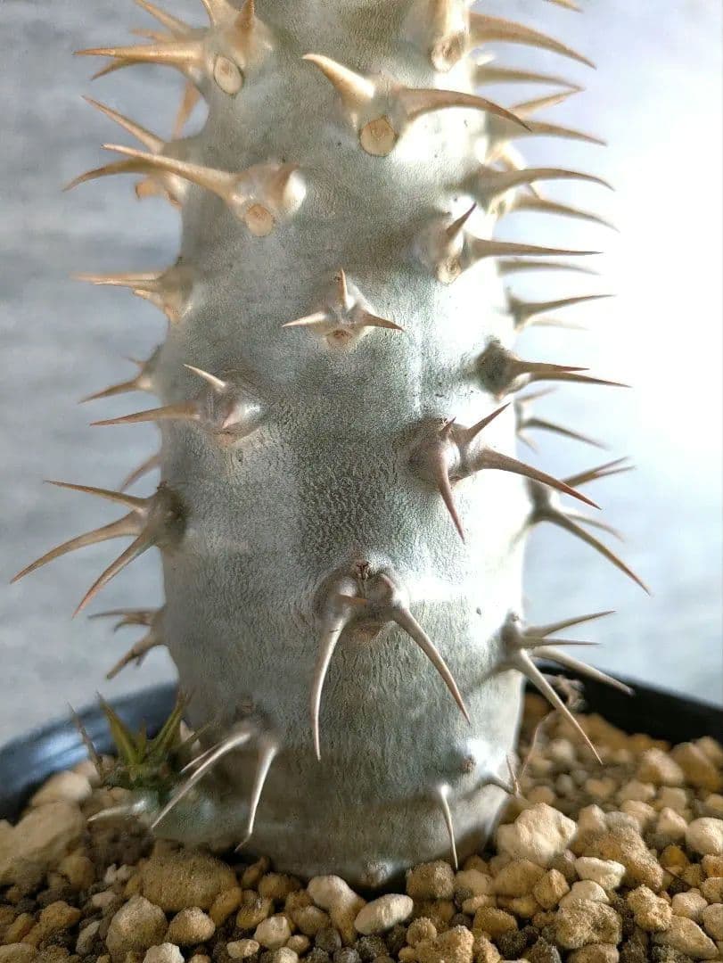 激安スタート パキポディウム　アンボンゲンセ　実生　コーデックス　塊根植物