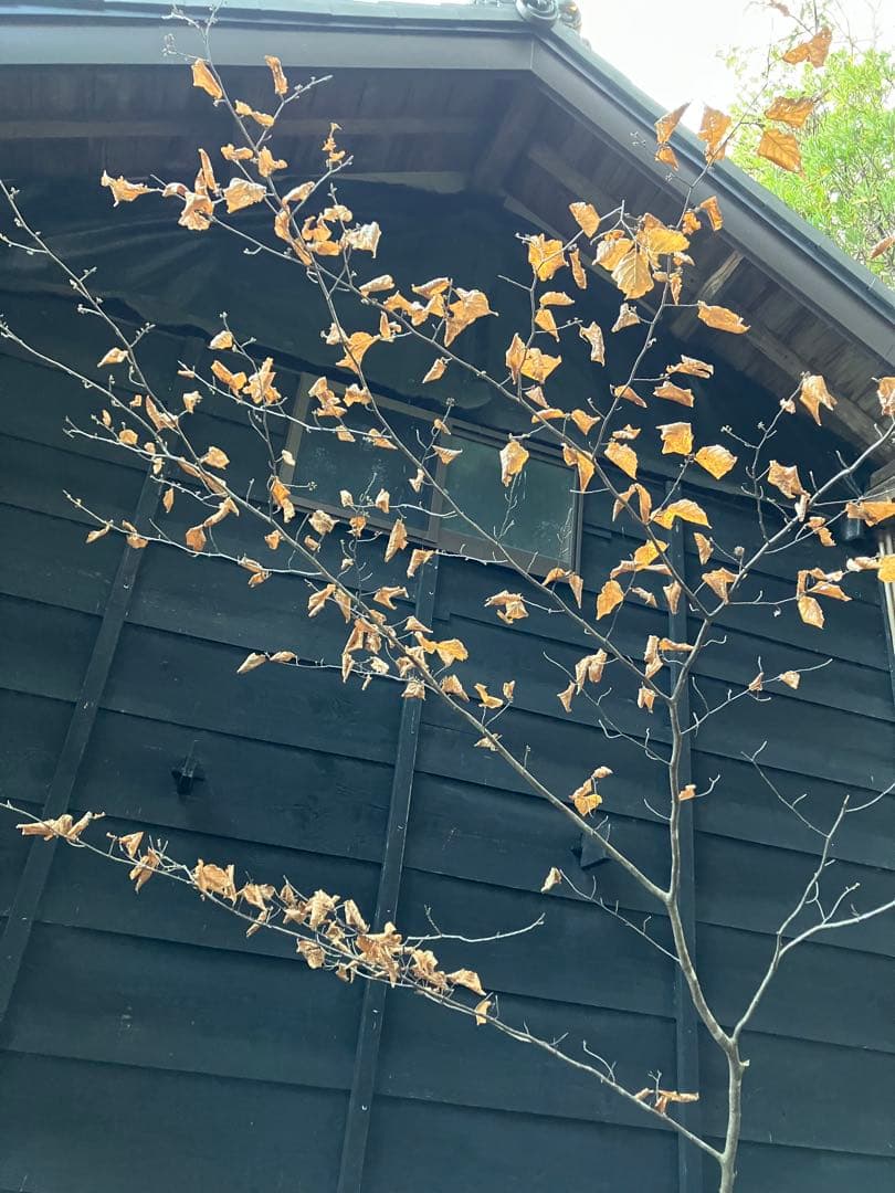 50 山採り　マンサク