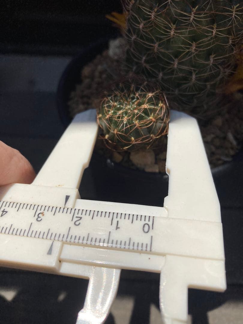 サボテン スルコレブチアsp カキコ1つ