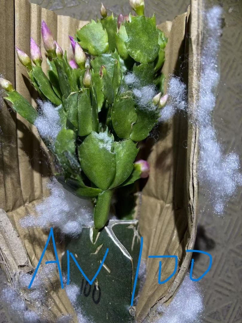 【*&*&*様確認用】デンマークカクタス　AN057＋AN100＋雅 接木