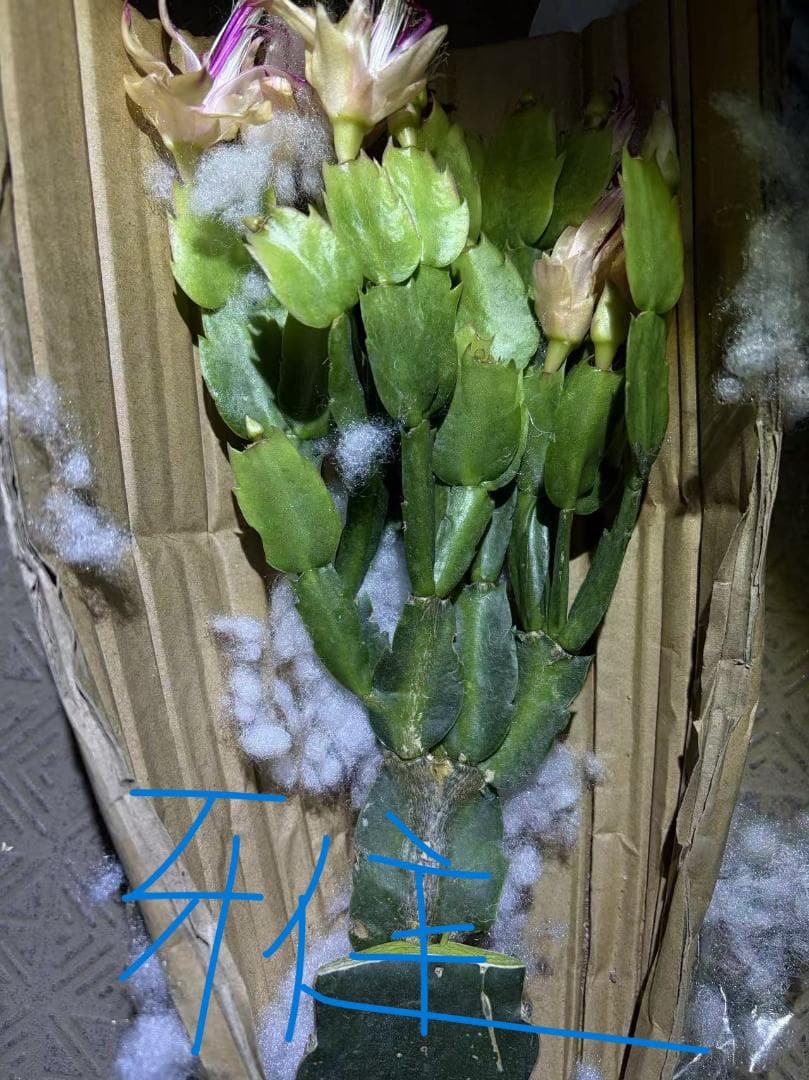 【*&*&*様確認用】デンマークカクタス　AN057＋AN100＋雅 接木