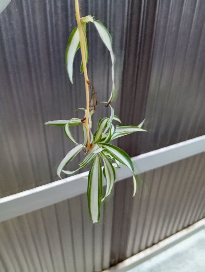 オリズルラン　子株 (1株)