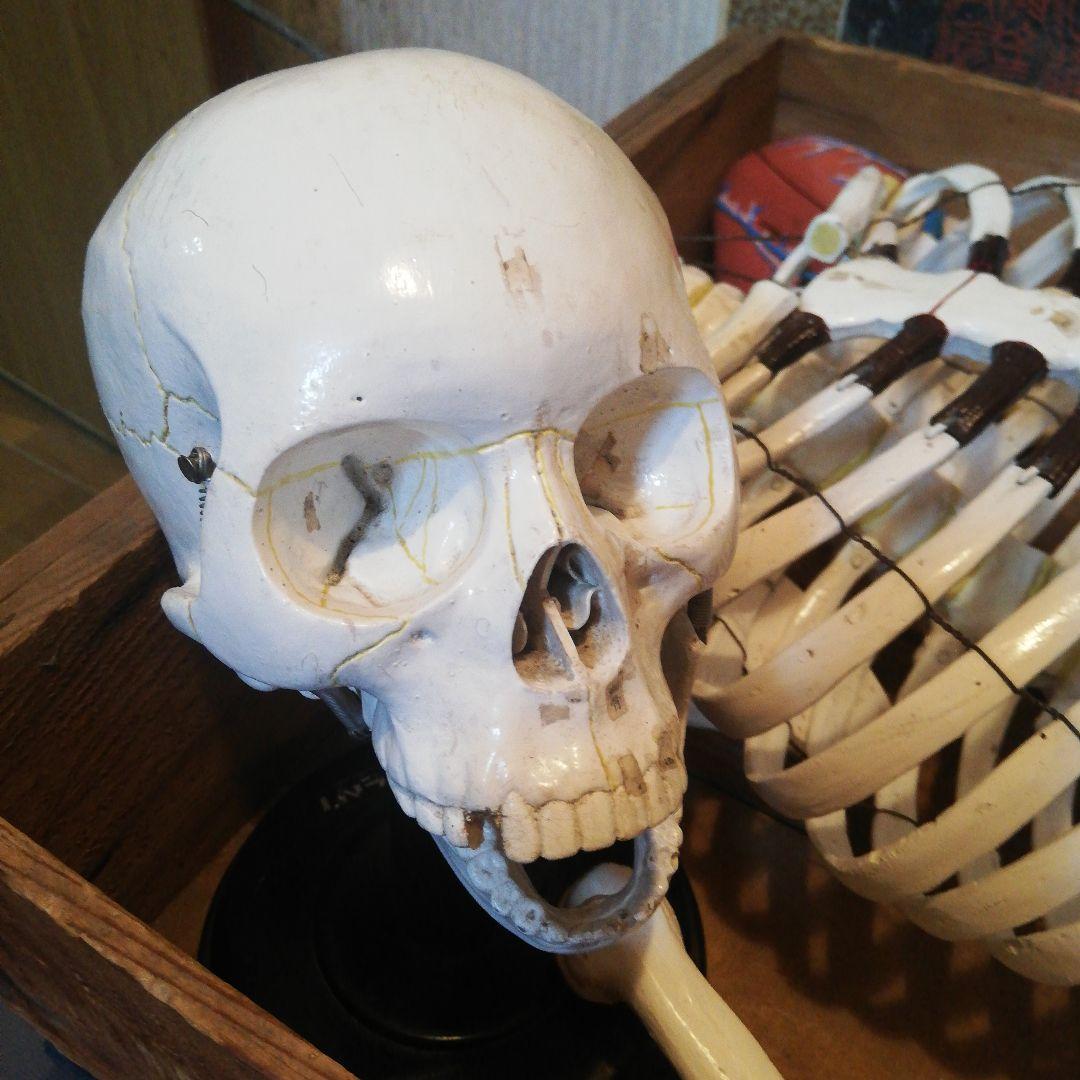 マニアックレア昭和２０～３０年代頃素材不明レトロ人体骨格模型当時物コレクション品