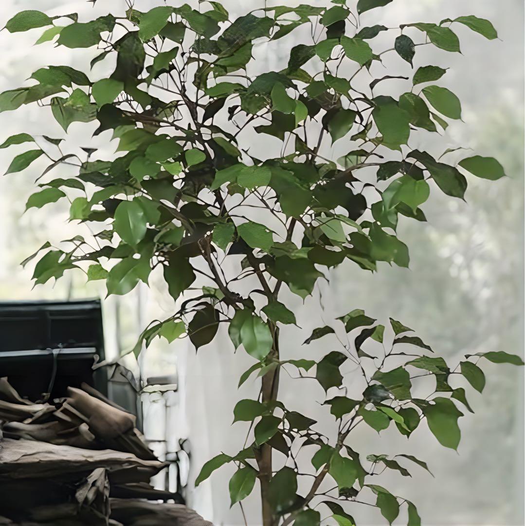 光触媒　人工観葉植物　フェイクグリーン　ベンジャミン120FST