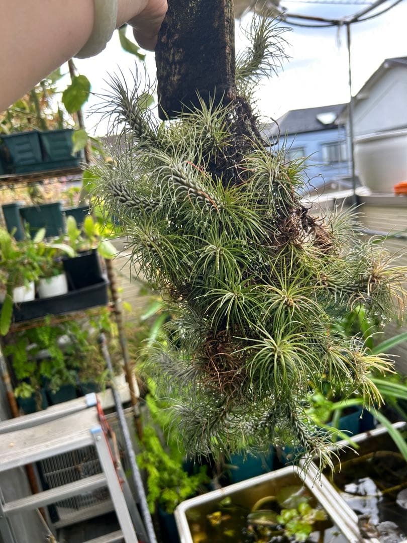 ブロメリア・エアープランツ Tillandsia funckiana var. recurvifolia