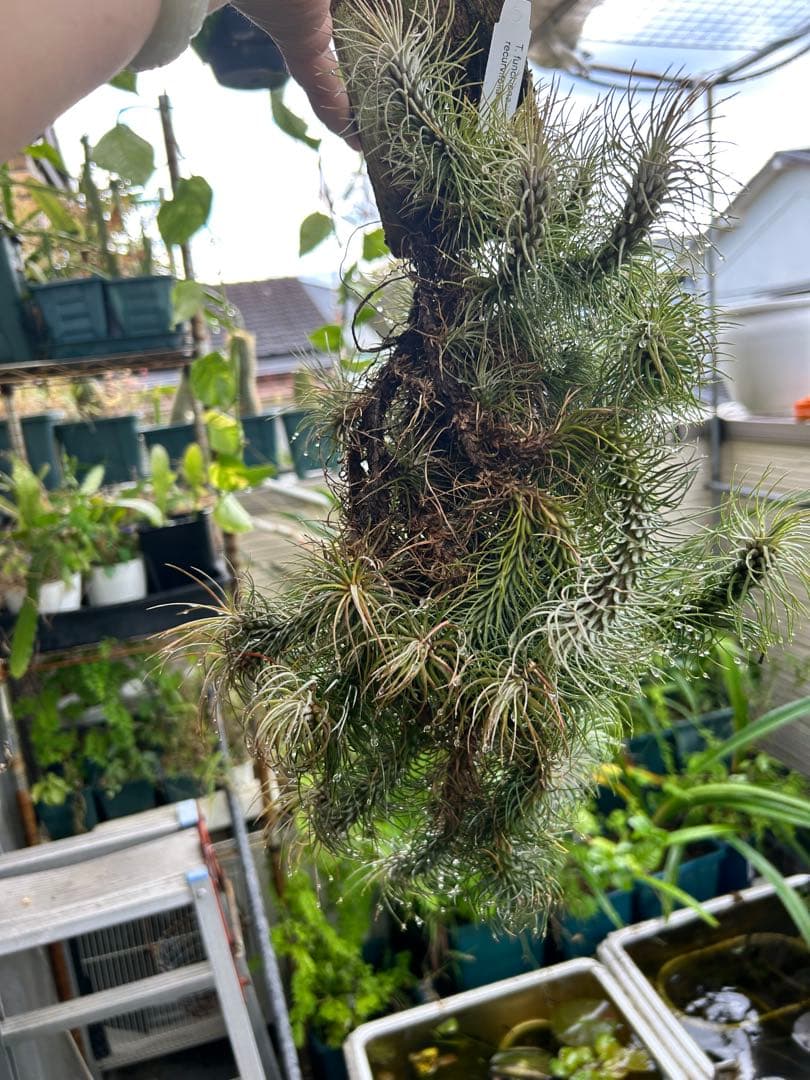 ブロメリア・エアープランツ Tillandsia funckiana var. recurvifolia
