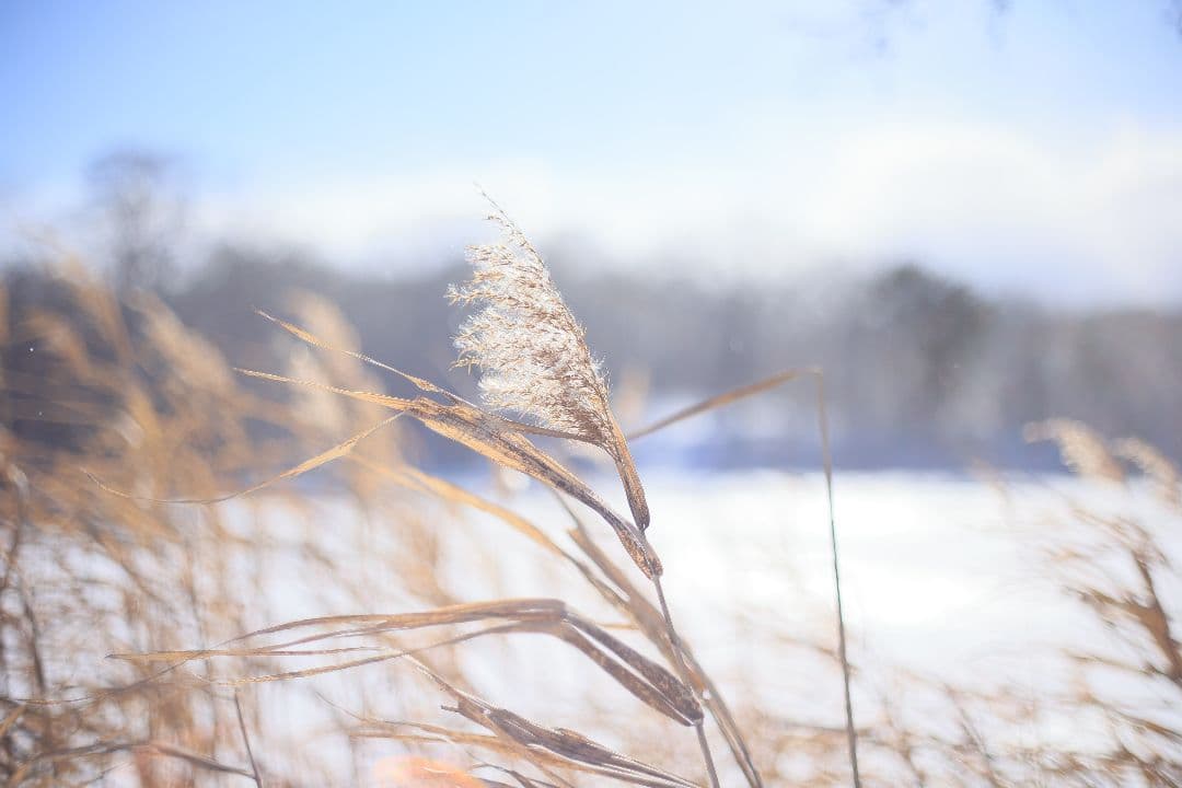 RICOH XR RIKENON 50mm F2 第一世代 【美品】