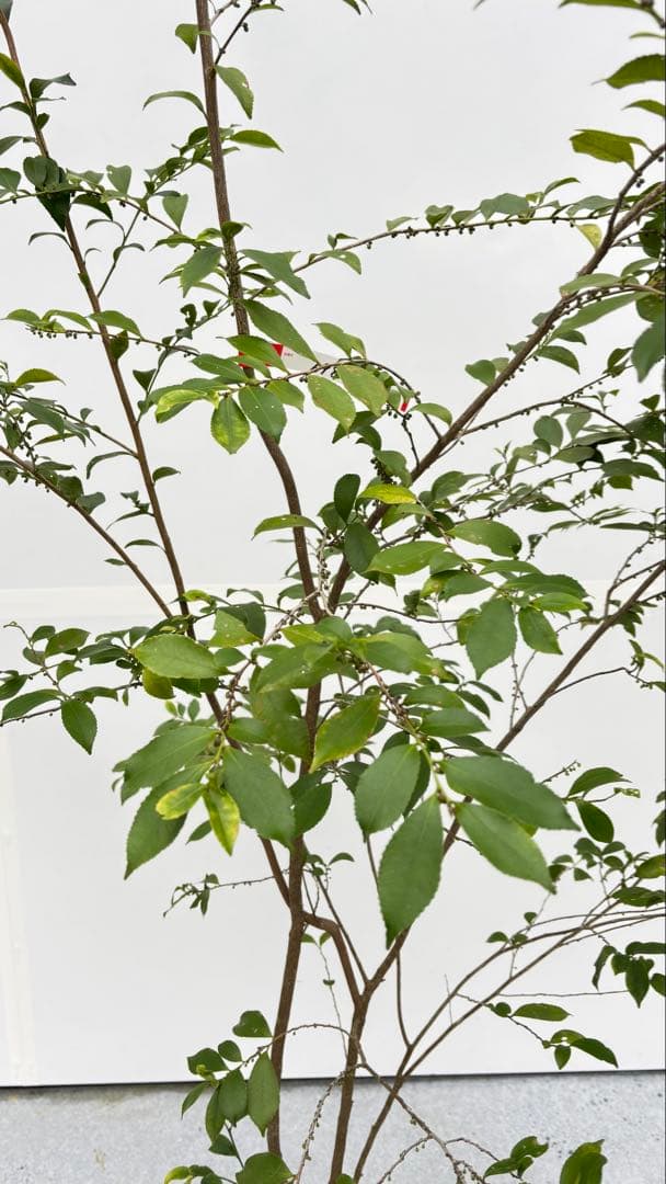 自然な樹形が美しい 山採りの ヒサカキ 698 樹高2.1m位 ヒメサカキ 姫榊