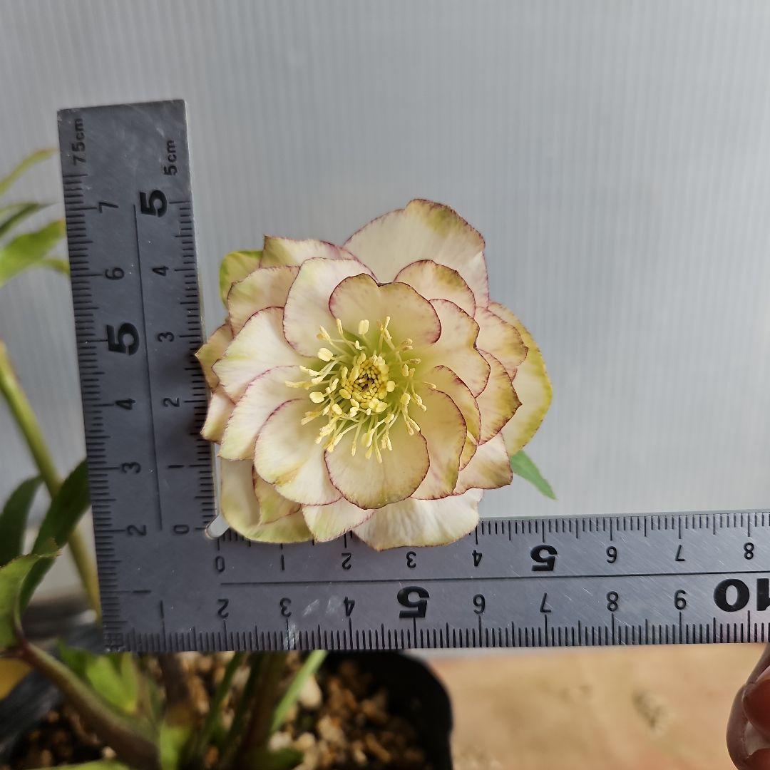 ㉖-389クリスマスローズ