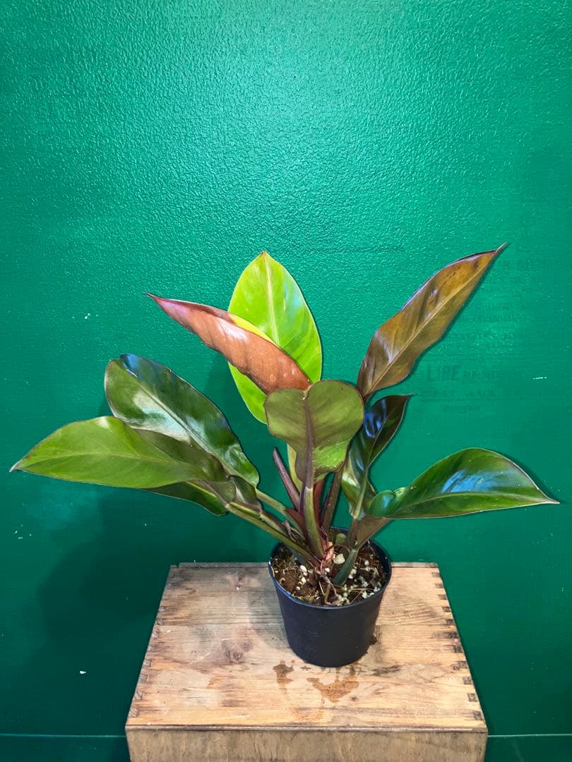 Philodendron 'Imperial Yellow Flame'3.5号