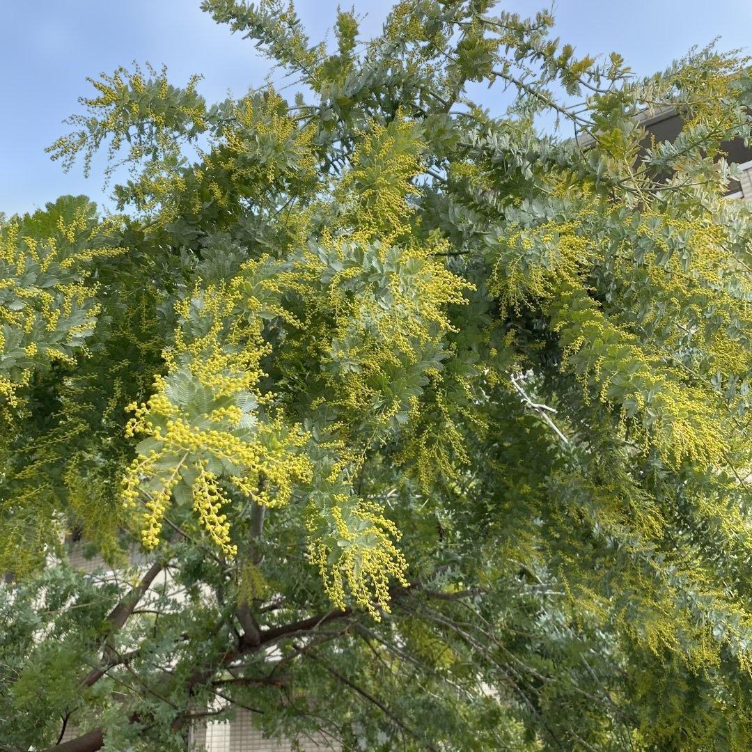 ミモザアカシア 生花