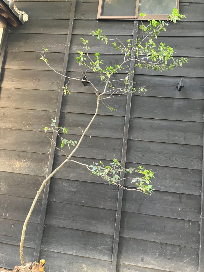 20 山採り　ソヨゴ　雌雄不明