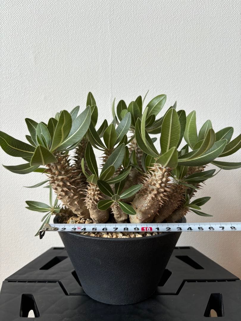 ホロンベンセ　現地球