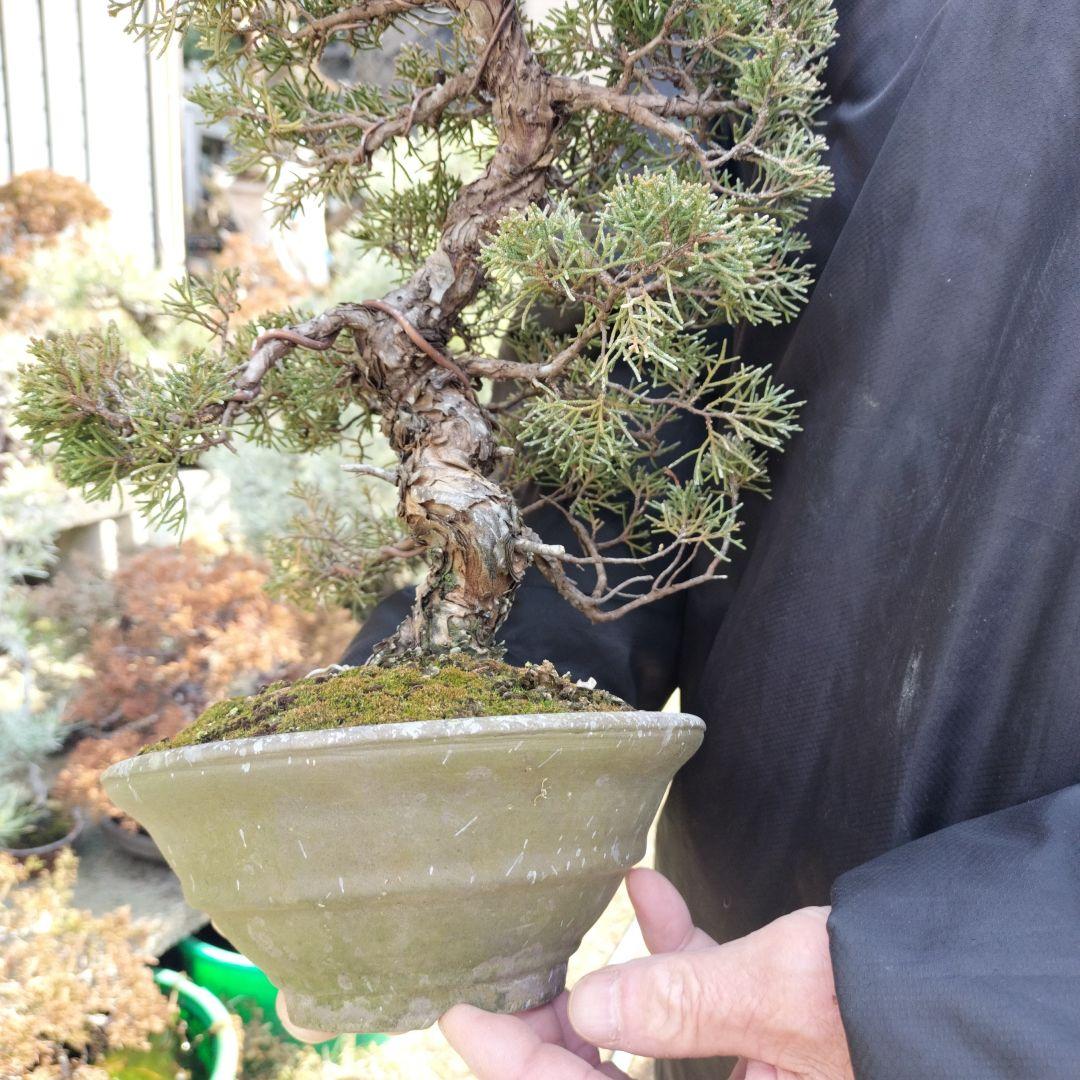 鉢ごと発送　盆栽　インテリア　　　bonsai　糸魚川真柏　真柏盆栽