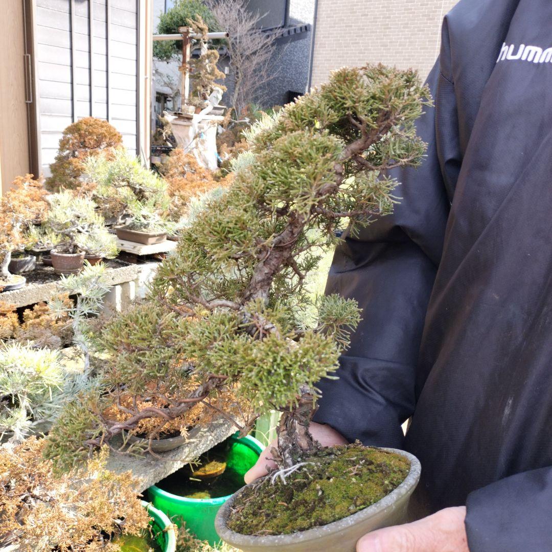 鉢ごと発送　盆栽　インテリア　　　bonsai　糸魚川真柏　真柏盆栽