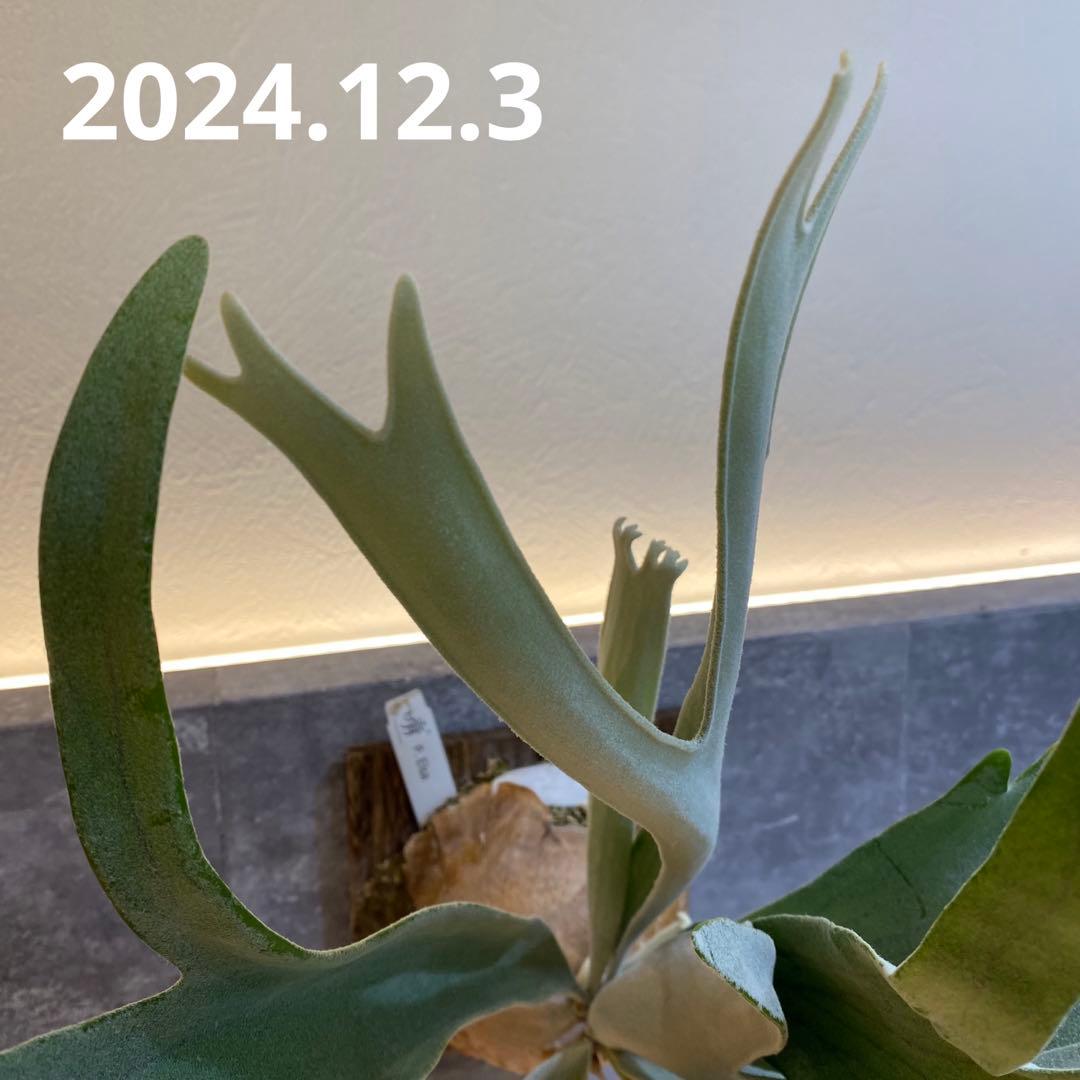 P.elsa oc エルサ　　ビカクシダ