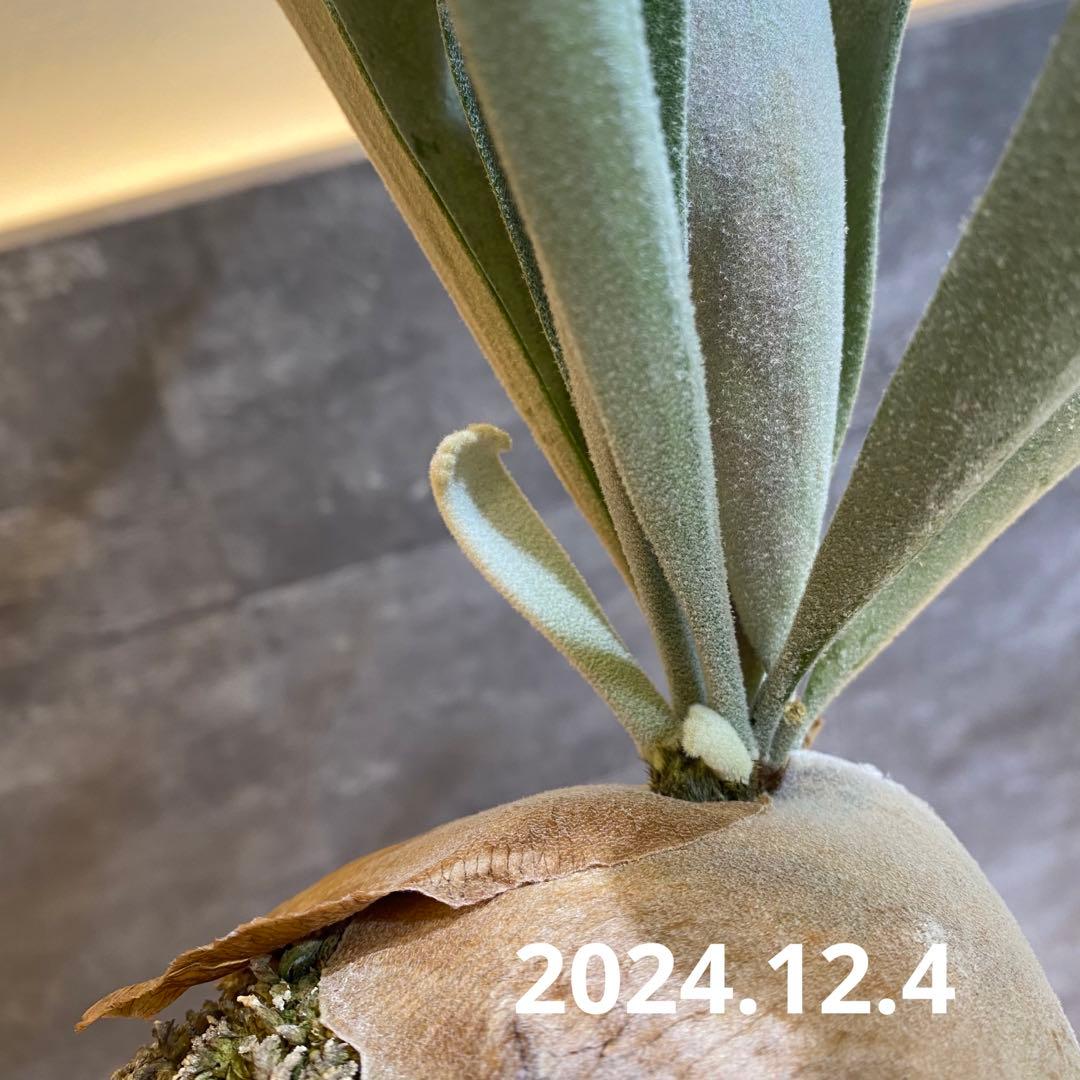 P.elsa oc エルサ　　ビカクシダ