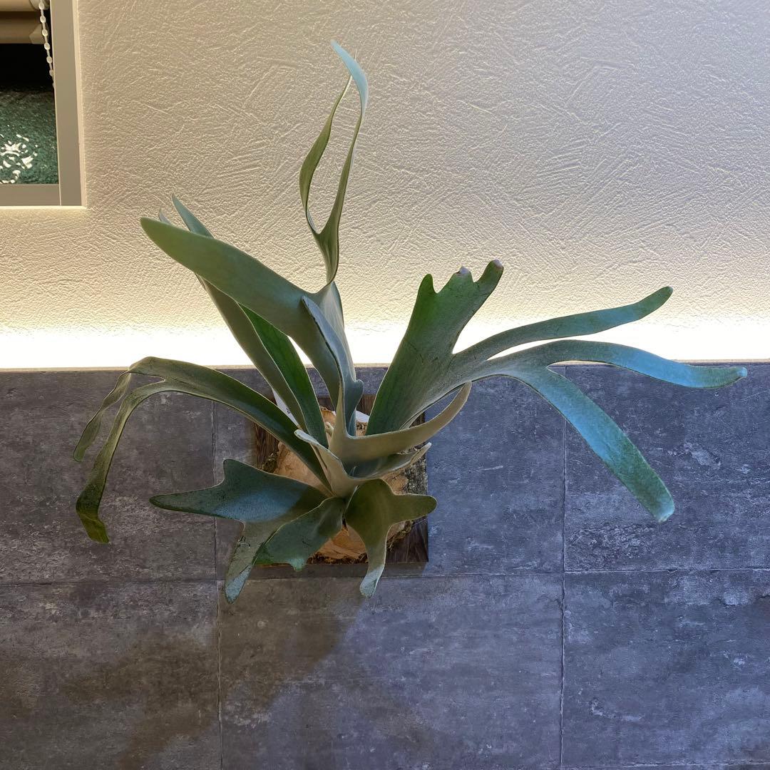 P.elsa oc エルサ　　ビカクシダ