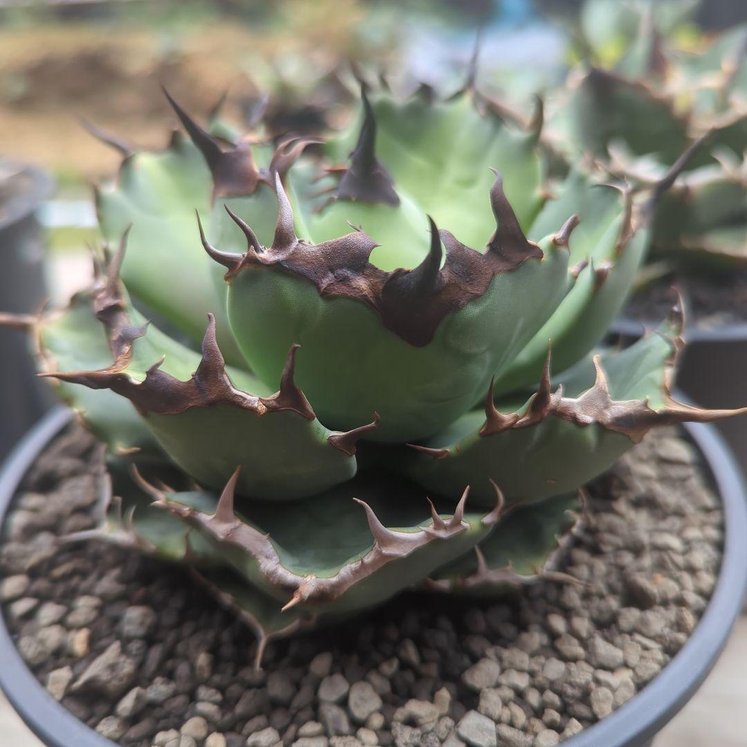 チタノタ　キャンサー　cancer　鉢ごと