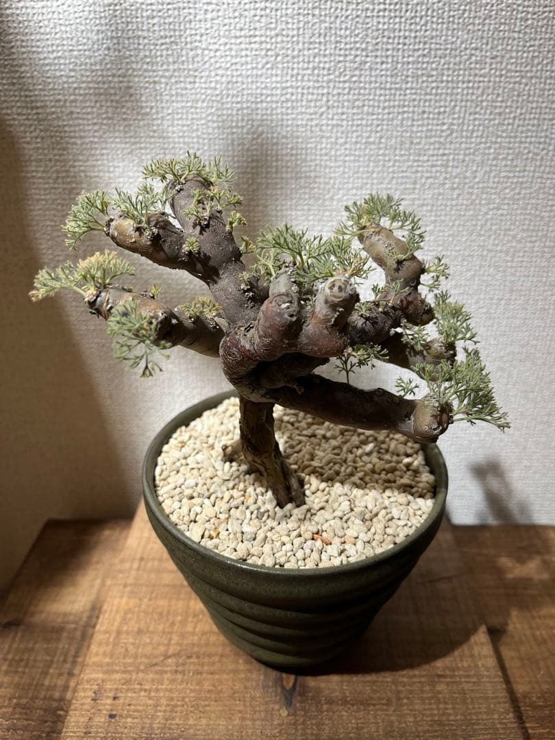 モンソニアムチフィダ発根済／サルコカウロン ムルチフィズム 盆栽