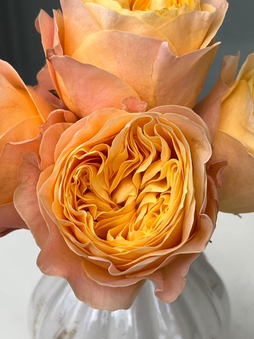 切り花品種バラ苗　レアバラ 　Bee Hiv♡ バラ