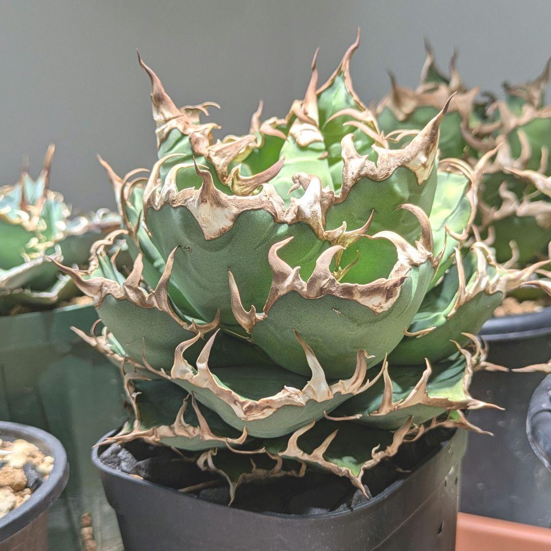 アガベ シーザー（Caesar）良型親株　鉢付き