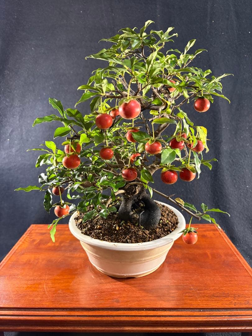 貴風盆栽、常盤柿、模様木、沢山の実付き やや傷や汚れあり