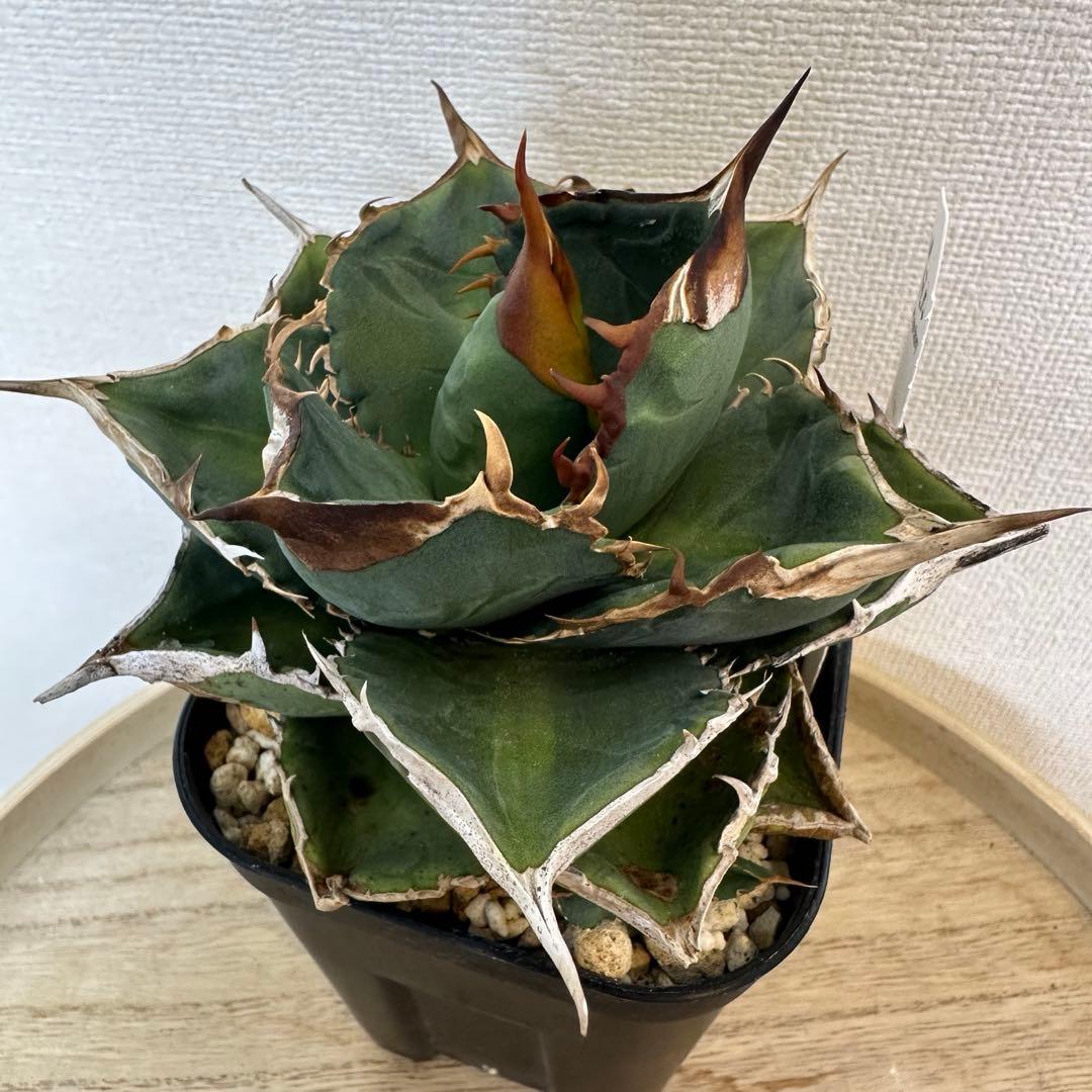 アガベ　X犀　xrhino