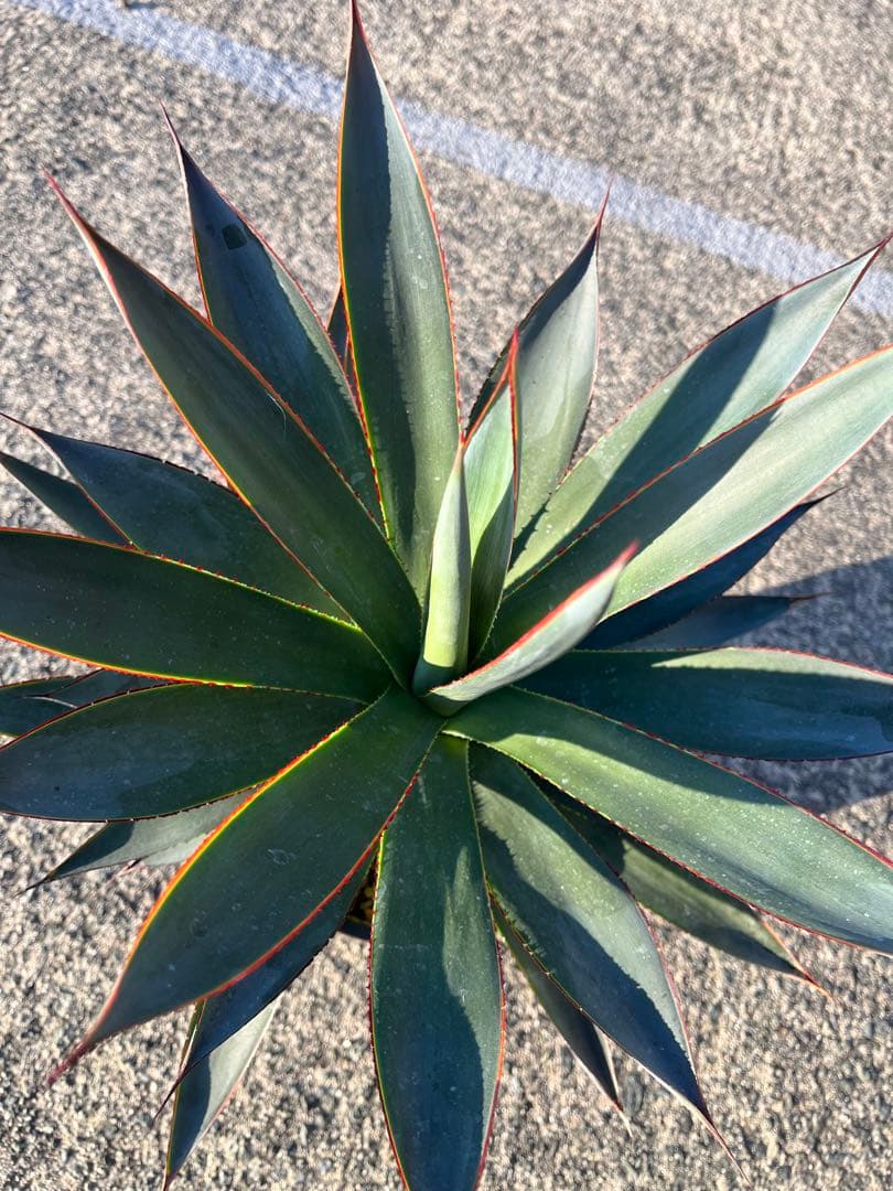HARU‼️ アガベ　ブルーグロー　耐寒性　ドライガーデン