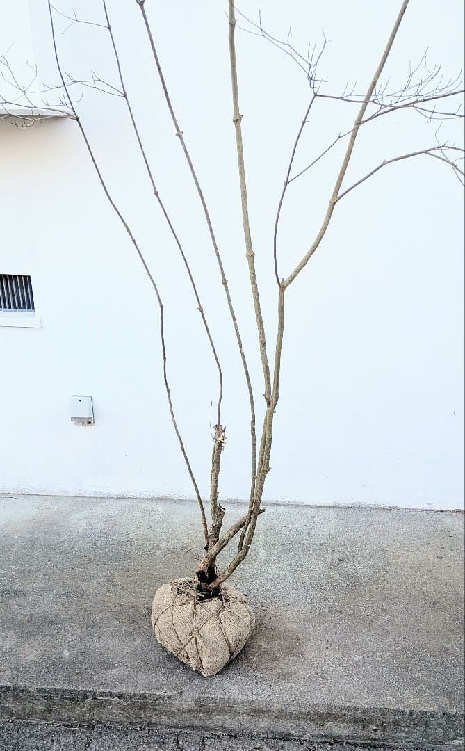 シルエット抜群。山採りドウダンツツジ。