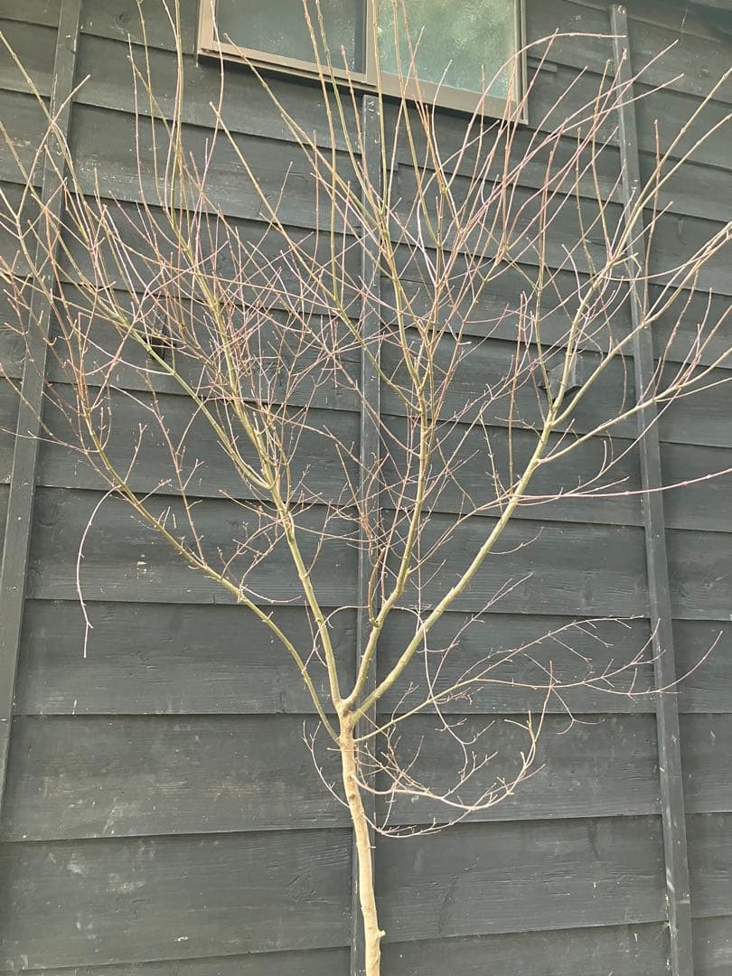 50 山採り　イロハモミジ