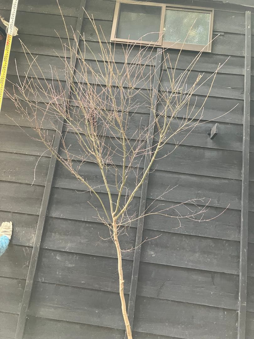 50 山採り　イロハモミジ