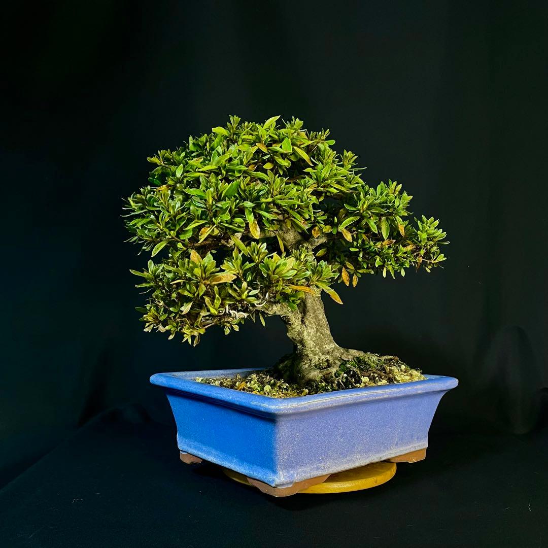 Ysh_sugawara69様専 皐月 日光 樹高22cm